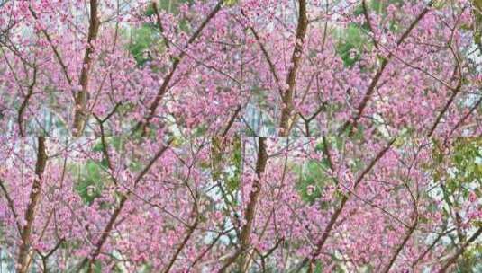 四川成都望江楼春天樱花园林风景高视角航拍高清在线视频素材下载