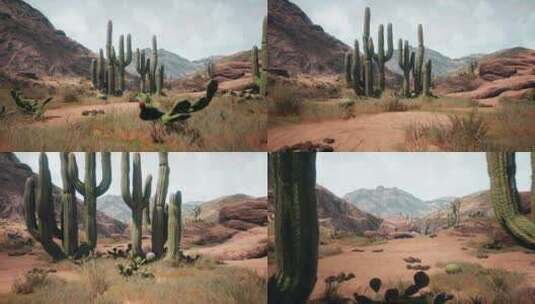 沙漠中巨大的仙人掌2K高清在线视频素材下载