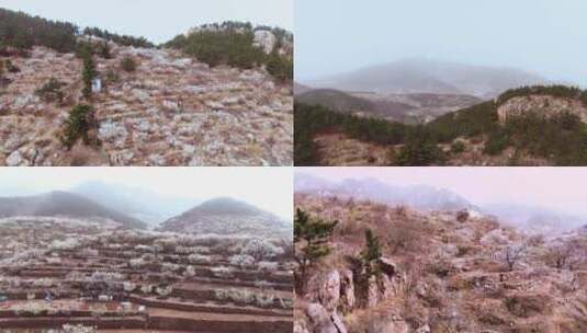 青岛崂山仰口大雾天的樱花山高清在线视频素材下载