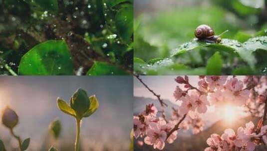 万物复苏春天种子发芽冰雪融化春分昆虫高清在线视频素材下载