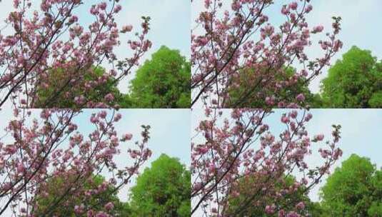 春天粉色的樱花盛开高清在线视频素材下载