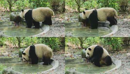 动物大熊猫高清在线视频素材下载