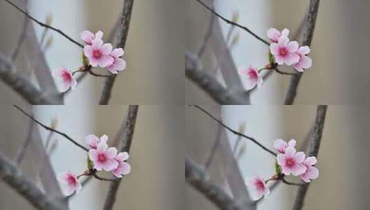 春日里盛开的山樱花高清在线视频素材下载