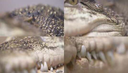 咸水鳄鱼货架从背面到眼睛到牙齿的焦点细节高清在线视频素材下载