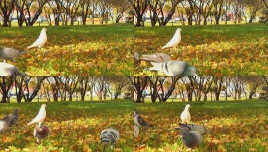 秋天草地上的鸽子高清在线视频素材下载