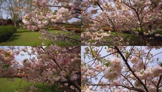 樱花合集高清在线视频素材下载