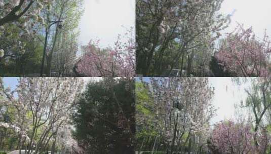 春日花卉 鲜花盛开 阳光明媚 道路行进高清在线视频素材下载