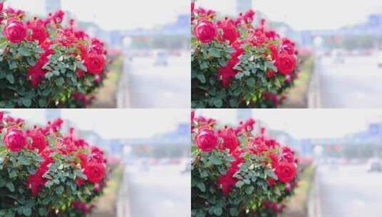 街边的玫瑰高清在线视频素材下载