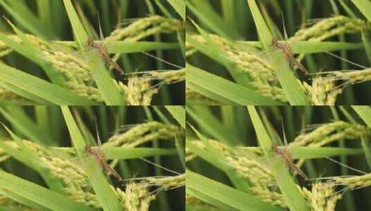 雨露下稻穗上一蜻蜓高清在线视频素材下载