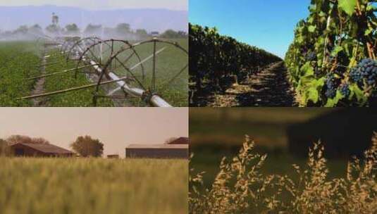 麦地 葡萄园 智能灌溉高清在线视频素材下载