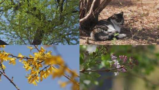 春天万物复苏树叶花朵生机勃勃树下小猫乘凉高清在线视频素材下载