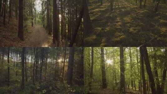 阳光穿过树林森林阳光穿过树叶树枝原始森林高清在线视频素材下载