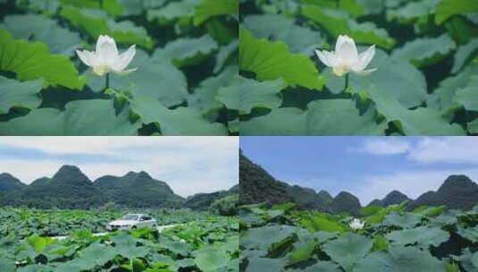 荷花池塘 自驾游 乡村旅游 荷花盛开高清在线视频素材下载