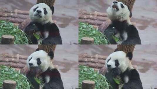 180帧慢动作动物园大熊猫华奥吃竹笋高清在线视频素材下载