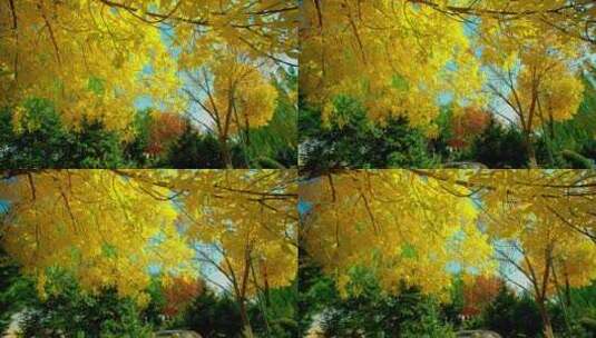 秋风中公园里金黄的树叶飘落高清在线视频素材下载