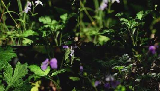 森林 植物 阳光高清在线视频素材下载