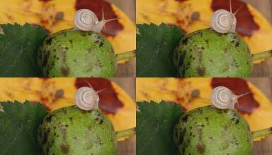 在绿色水果上盘旋的可爱小蜗牛高清在线视频素材下载