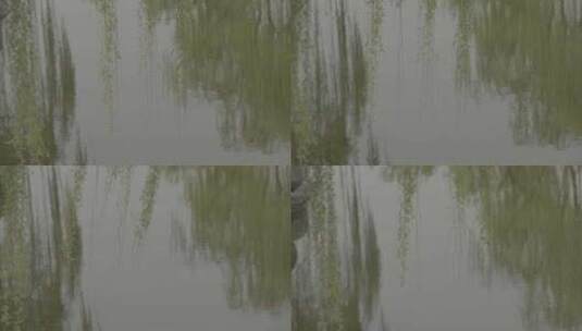 春天湖边柳树高清在线视频素材下载