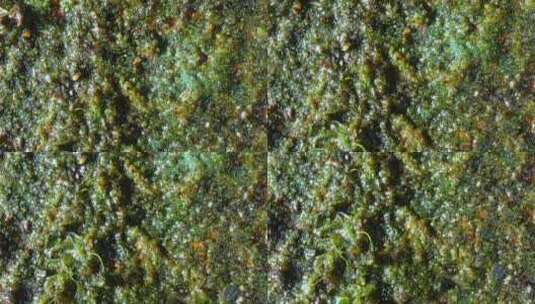 砖上生长的绿色有机物的特写镜头。高清在线视频素材下载