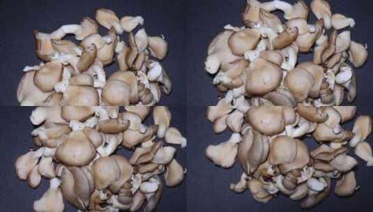 蘑菇平菇秀珍菇食用菌食材高清在线视频素材下载