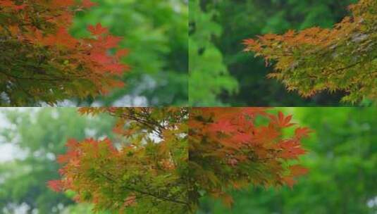 秋天枫叶红叶黄叶叶子黄了高清在线视频素材下载