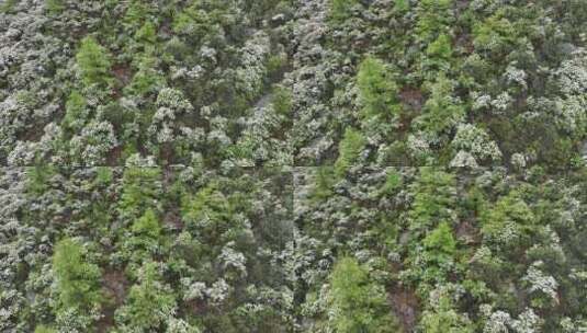 四川稻城亚丁漫山遍野的杜鹃花绽放于森林中高清在线视频素材下载