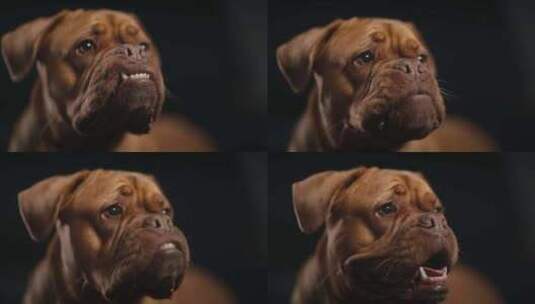 Dogue De Bordeaux，狗，高清在线视频素材下载