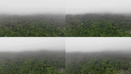 吊罗山云雾林延时空镜纪录片转场热带雨林高清在线视频素材下载