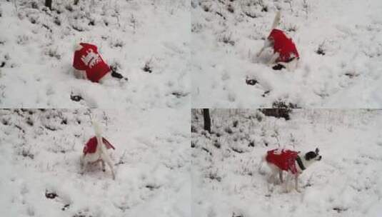 狗在雪地里玩耍的视频高清在线视频素材下载