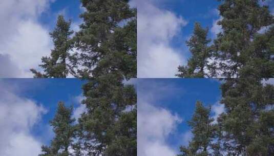 树木，树叶，树枝，树干高清在线视频素材下载