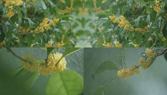 桂花雨中桂花唯美桂花树桂花特写桂花开花高清在线视频素材下载