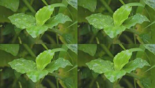 夏雨，草丛一角，微距升格特写高清在线视频素材下载