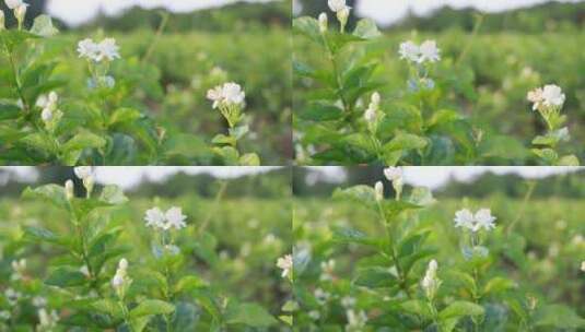 唯美茉莉花与福州茉莉花种植园高清在线视频素材下载