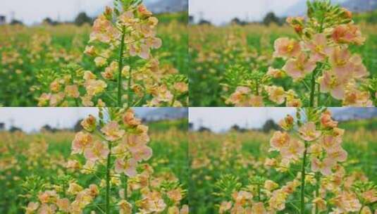 油菜花春天油菜花海油菜花田菜花花海高清在线视频素材下载