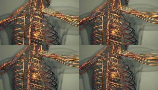 心脏与静脉和动脉的医学精确动画高清在线视频素材下载