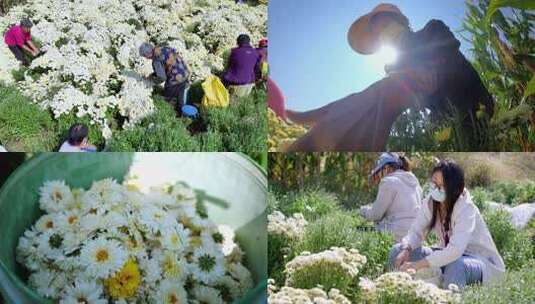 【4K】菊花 菊花采摘 北京菊高清在线视频素材下载