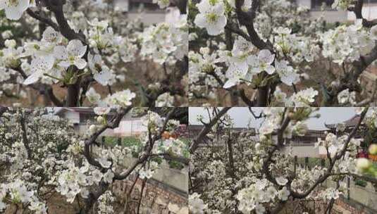 梨花与蜜蜂高清在线视频素材下载