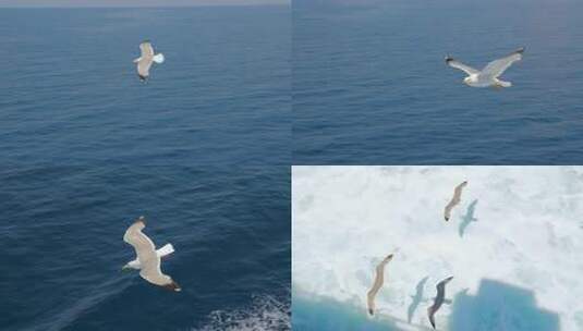 海鸥在海面上飞行飞鸟海上海鸟乘风破浪_4K高清在线视频素材下载