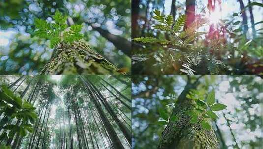 森林清晨树林阳光大自然生态植物树叶风景风高清在线视频素材下载