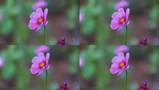 格桑花合集 格桑花海 野花盛开 格桑花升格高清在线视频素材下载