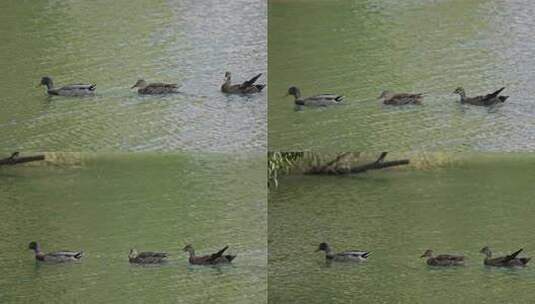 野鸭鸭子鸟类在湖中水中河中游泳嬉戏高清在线视频素材下载