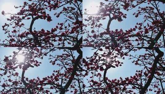 阳光下盛开的木棉花高清在线视频素材下载