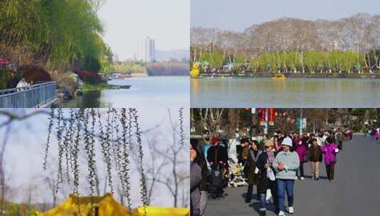 玄武湖 春天 发芽高清在线视频素材下载