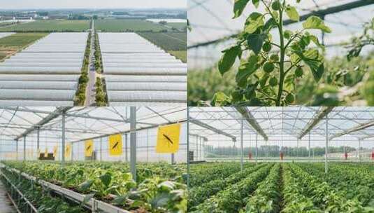 蔬菜大棚高清在线视频素材下载