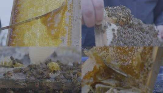 野山蜂蜜-取蜜纪录片特写镜头高清在线视频素材下载