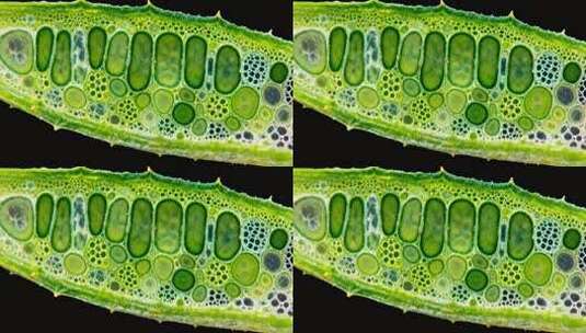植物叶片细胞微观结构高清在线视频素材下载