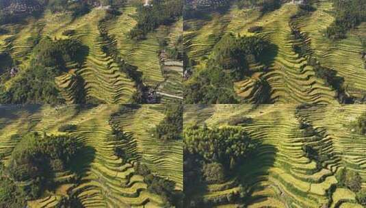 航拍浙江丽水云和梯田 秋天丰收的金色稻田高清在线视频素材下载