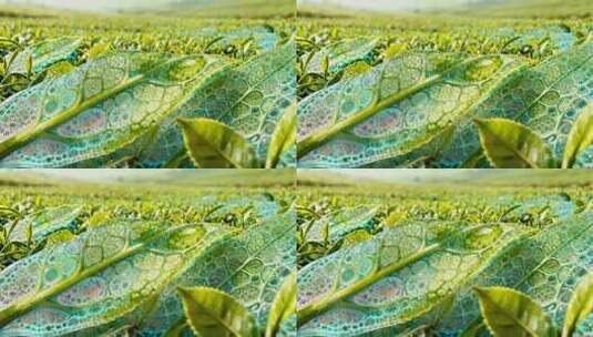 茶园茶叶微距特写画面高清在线视频素材下载