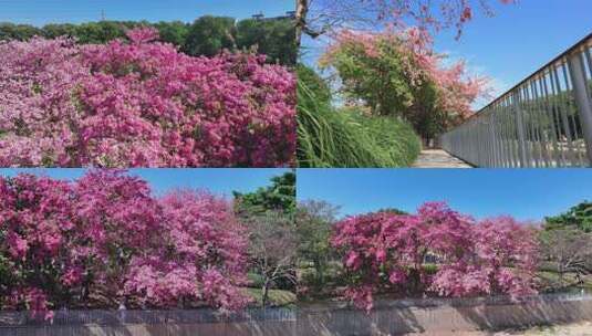 深圳盛开的异木棉花2高清在线视频素材下载