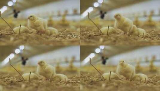 养鸡场家禽生产高清在线视频素材下载